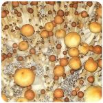 Псилоцибиновые (галлюциногенные) грибы Psilocybin "Golden Teacher" в Дагестанских Огнях Псилоцибиновые (галлюциногенные) грибы Psilocybin "Golden Teacher" в Дагестанских Огнях