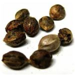 Семена марихуаны АК-47 (Seeds AK-47) в Дагестанских Огнях Семена марихуаны АК-47 (Seeds AK-47) в Дагестанских Огнях